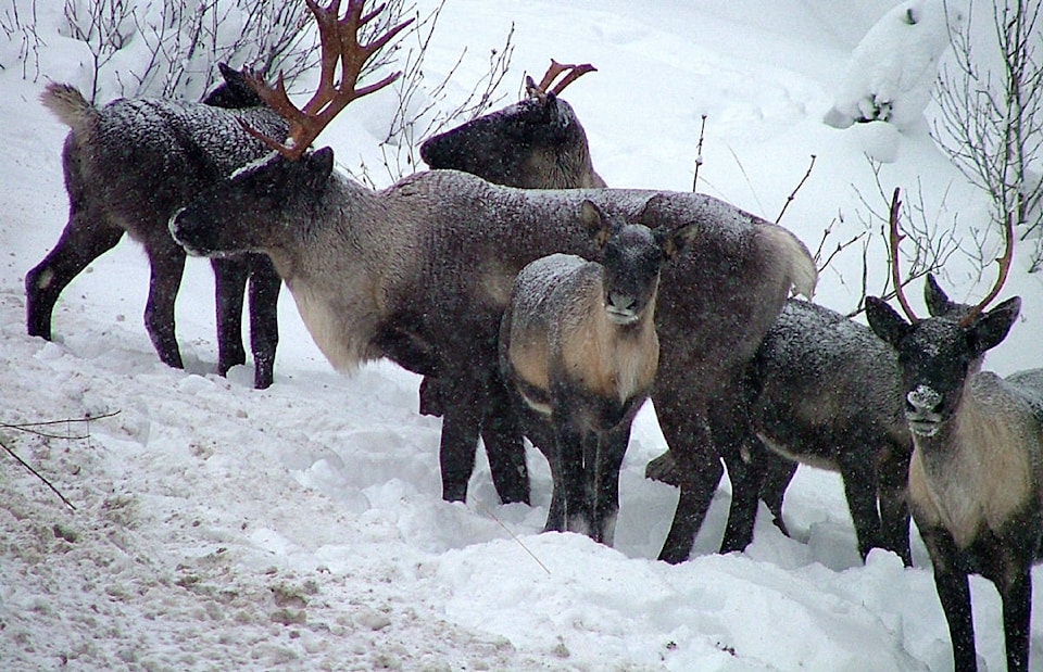 7765093_web1_Caribou