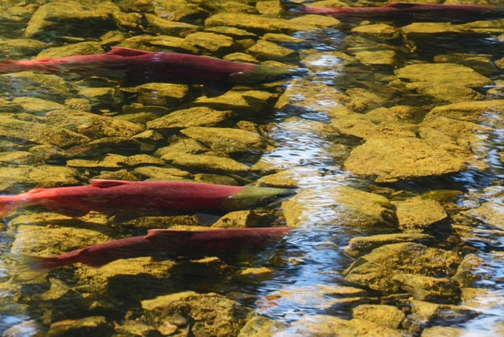 8252665_web1_Spawning-Sockeye-Nadina-river