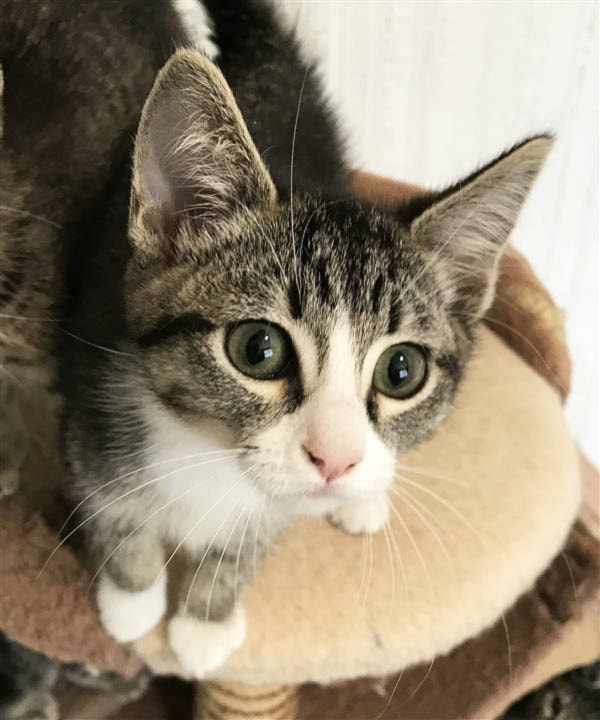8427644_web1_Cat