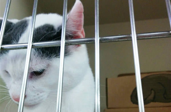 8427644_web1_Cat2