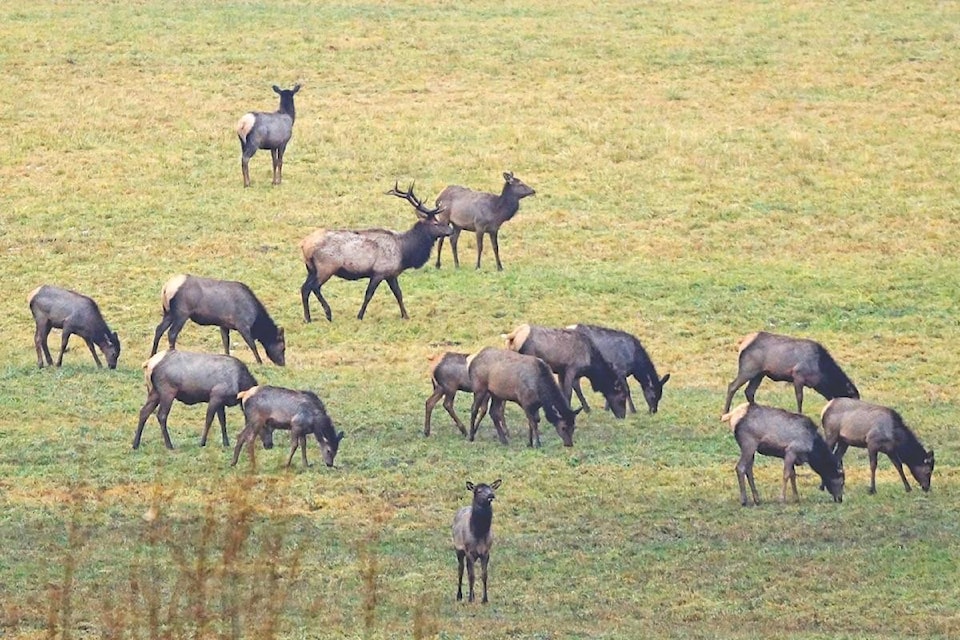 9603421_web1_171130-LDN-M-Elk