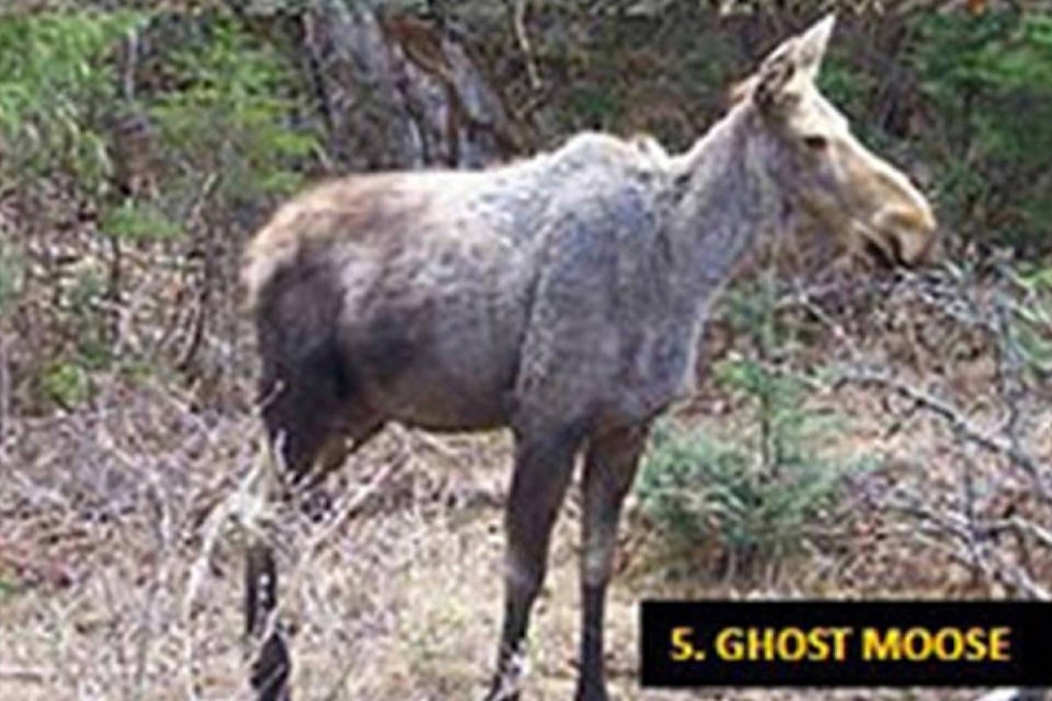 10150557_web1_180111-LDN-M-Moose-tick-survey
