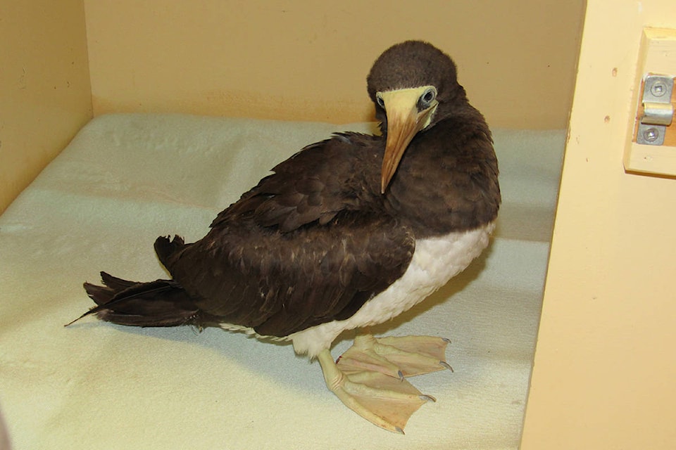 10445346_web1_VNE-BrownBooby