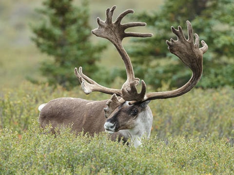 11584368_web1_caribou