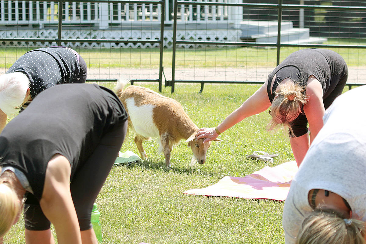 12220370_web1_180608-VMS-goat-yoga2