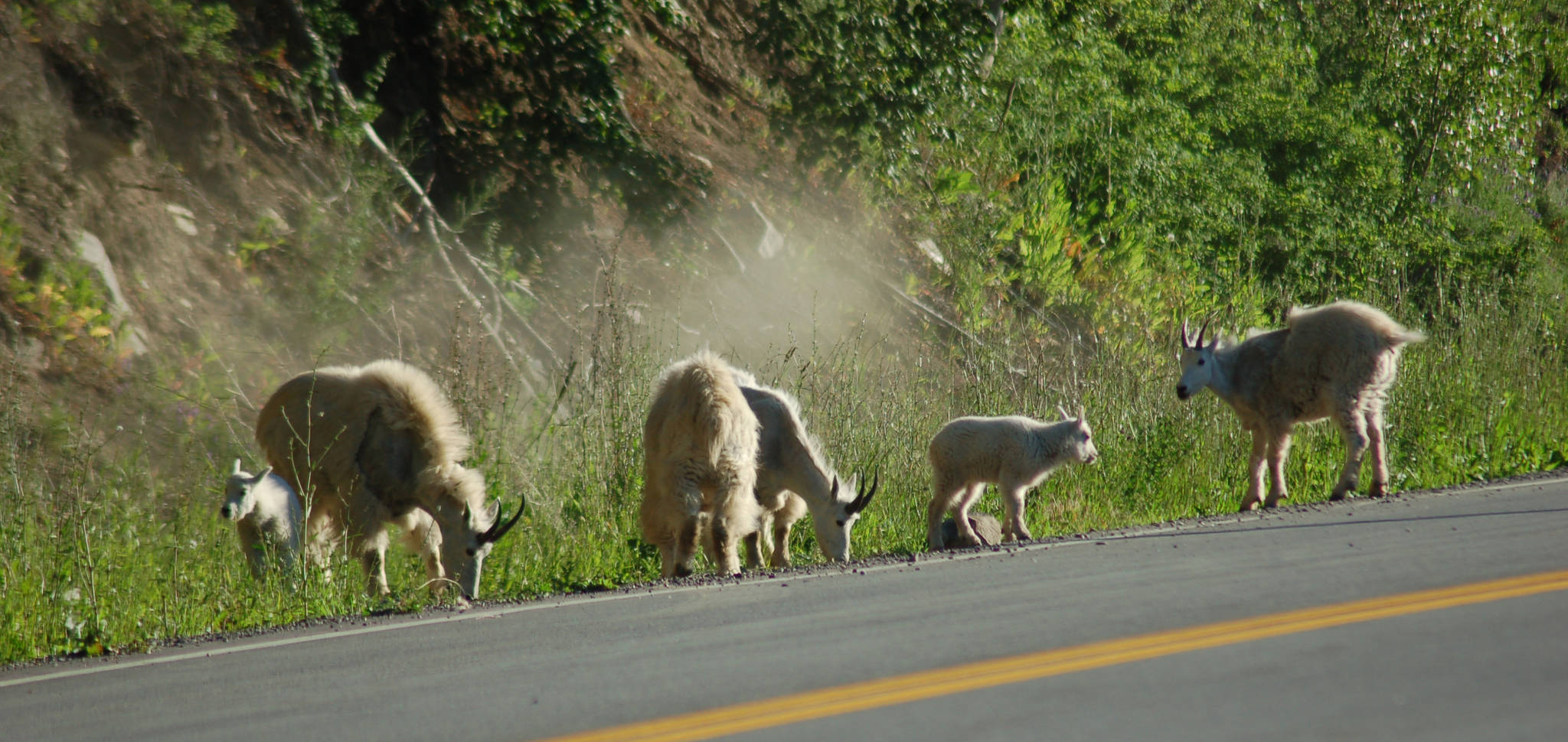 12549842_web1_webgoats