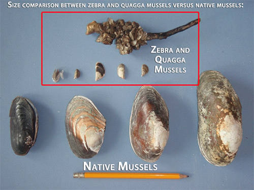 12489818_web1_180704-LDN-mussels-comparison