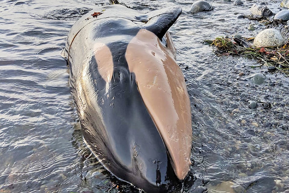 14432410_web1_181121-UWN-Dead-orca-nootka-island_1