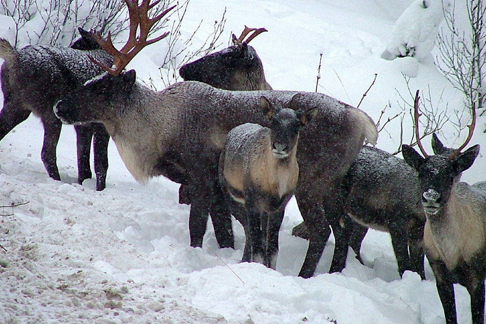 15176096_web1_190124-KWS-Caribou