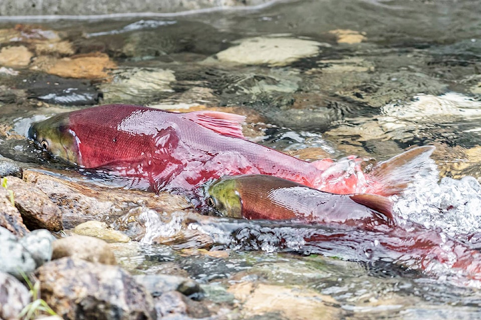 15882134_web1_TST-salmon
