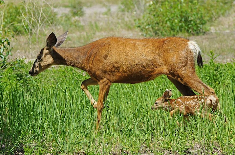 16155615_web1_deerandfawn