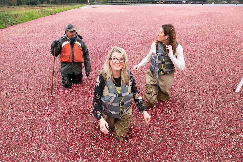 17291625_web1_0190614-BPD-Popham-cranberries-Oct2017.bcg