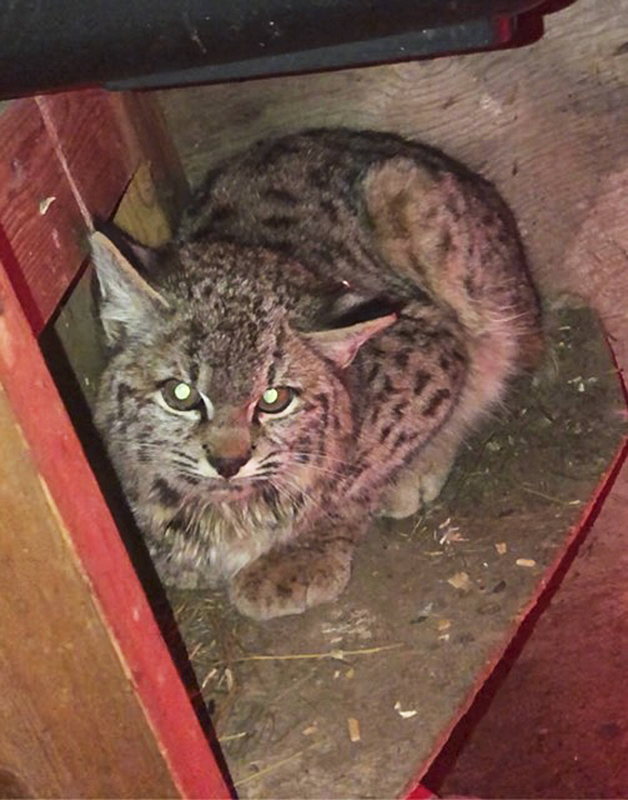 20226395_web1_200124-SAA-Bobcat-in-the-chicken-coop