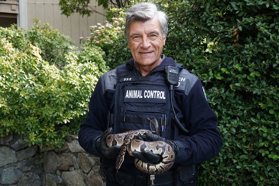 Saanich Pound Inspector Mike Gibson cuddles a small python found in a vacant apartment on Cook Street. (Photo courtesy Const. Markus Anastasiades)