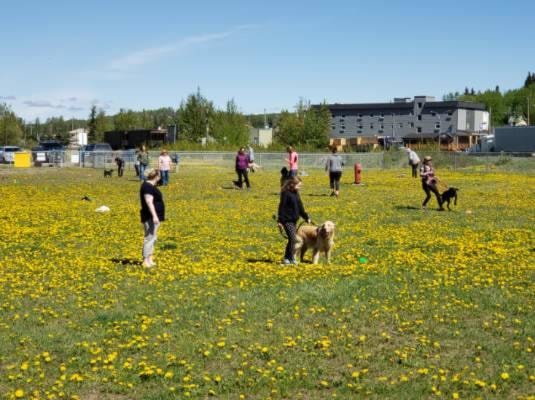 21724884_web1_200610-LDN-DogParkClass-PARK_2