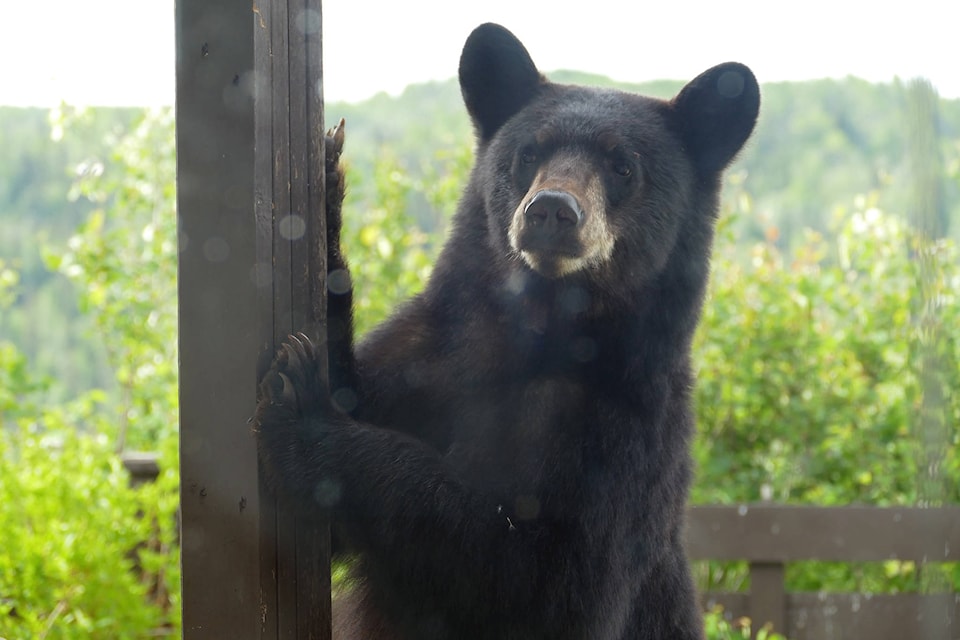 When Lakes District News reporter Priyanka Ketkar was about to leave her home for work, she noticed some unusual movement in the backyard and lo-behold it was a black bear. The bear strolled casually in the backyard, looking for food, trying to eat the bird seed and at one point even tried climbing up to the bird feeders that Ketkar’s landlords put out. As someone who has always lived in cities, she was used to telling work that she was running late because of traffic but this was a first for her when she had to message to say she was running late because of a bear in her backyard. (Priyanka Ketkar photo)