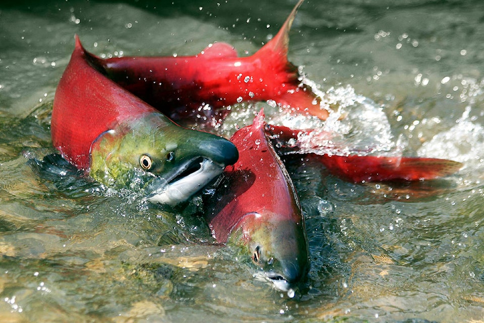 22671399_web1_sockeye-iStock_000011513172_Large