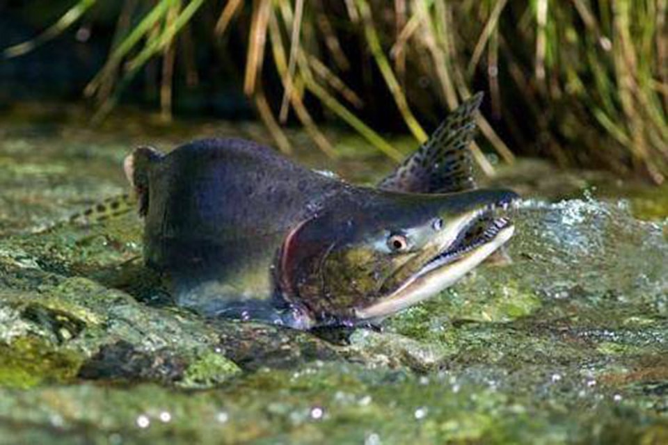 22793264_web1_5982671_web1_image5935712_web1_100815Spawning_Salmon-2