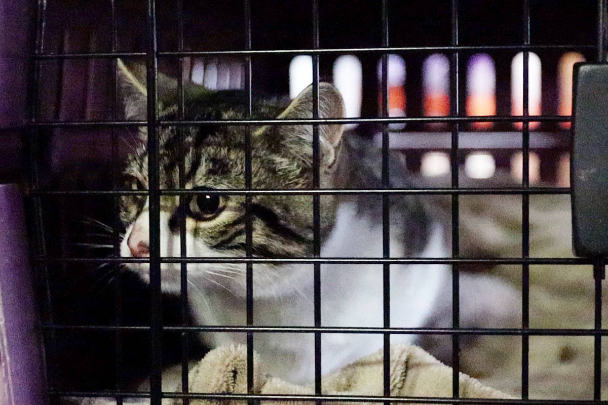 The cats are being sheltered in a heated trailer outside Feeny聮s home. This cat was kept in a carrying crate while he waited for his eye drops from Feeny聮s friend, Lisa Valenta. Photo: Laurie Tritschler