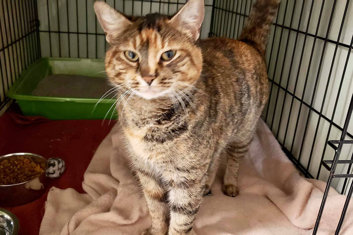 Cora the cat enjoys some Christmas comfort after spending the last four months outdoors, surviving in Promontory while trying to find her lost owners. (Facebook photo)