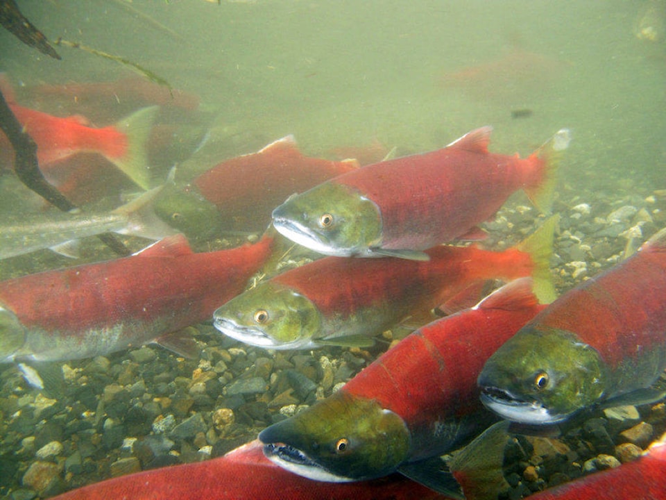 24357161_web1_210305-PRU-UBCM-Salmon-Habitat-creek_1