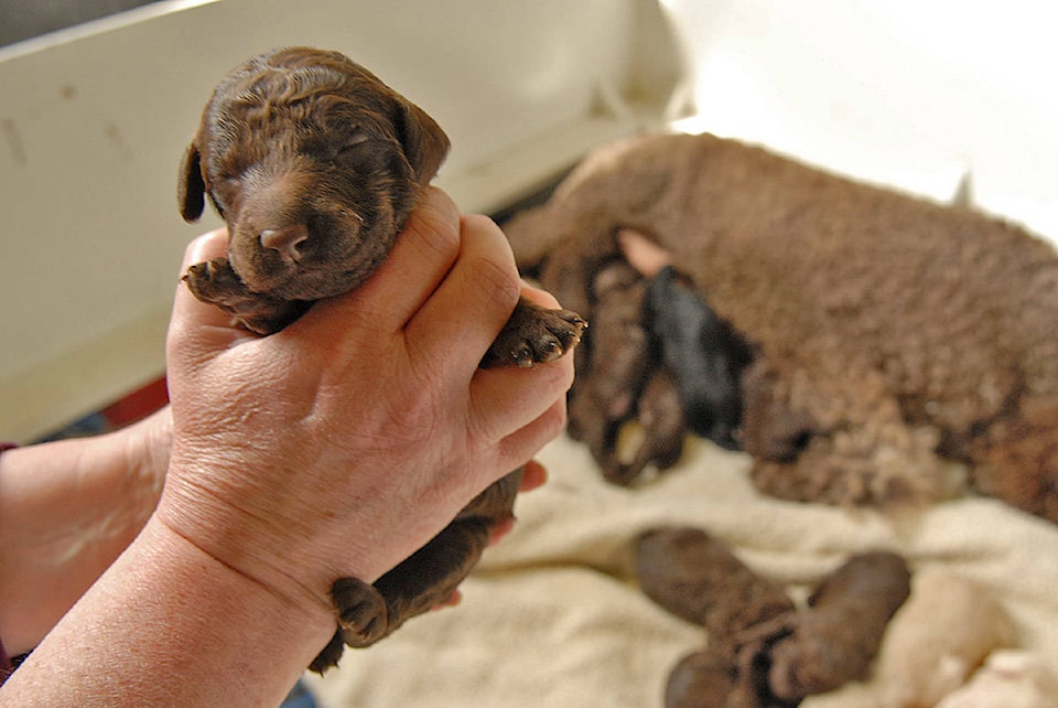 24584101_web1_210319-CPL-Unofficial-holidays-March21to27-Puppy_1