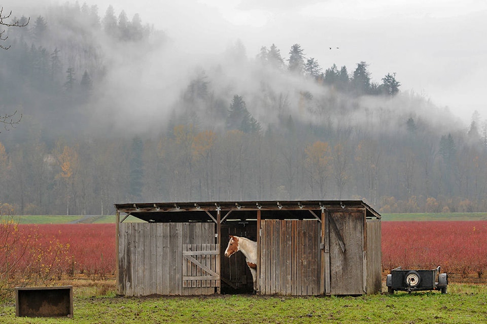 24951579_web1_201120-CPL-Weather-Horse-in-rain_1