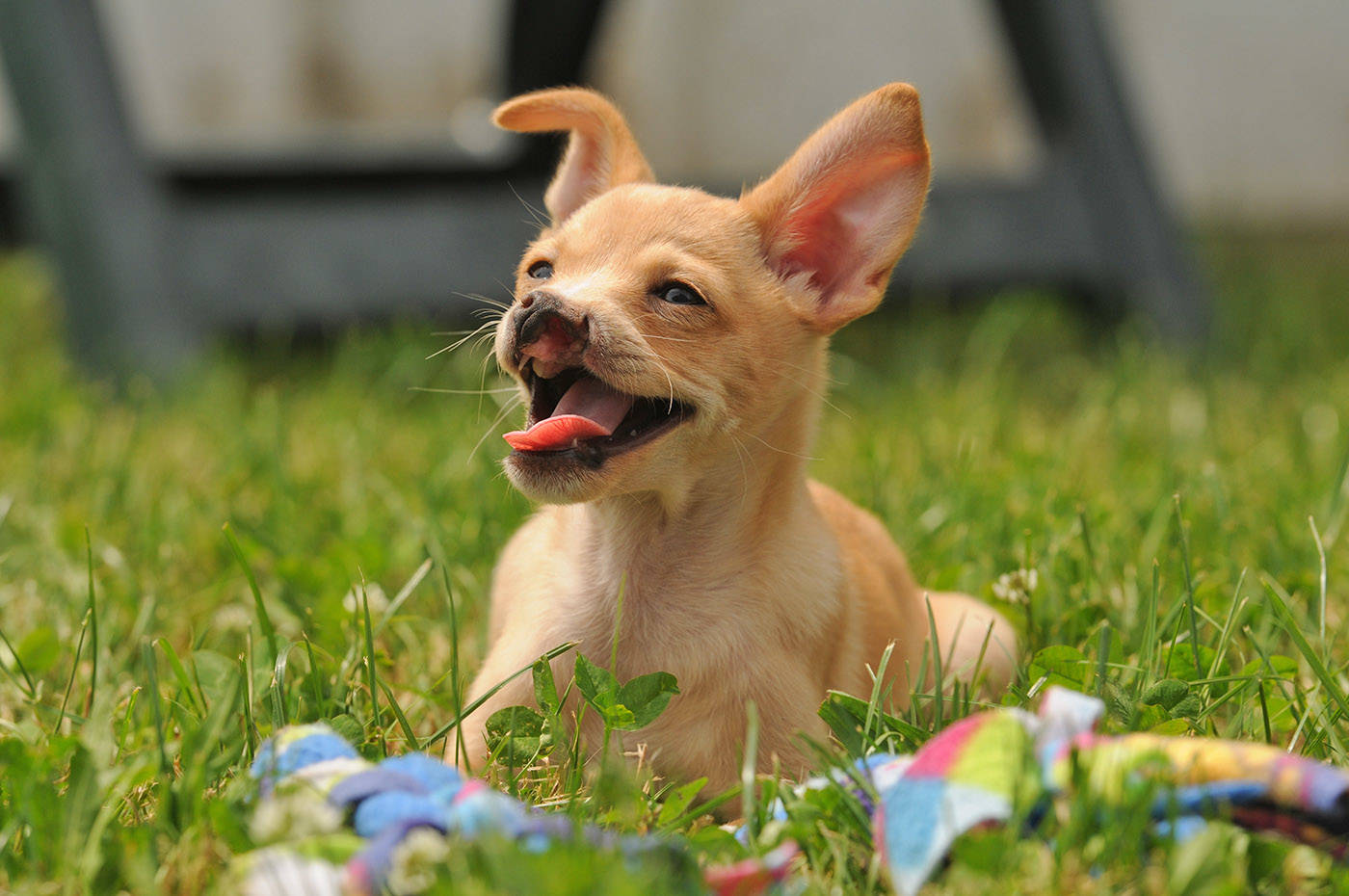 Baby Snoot is a chihuahua cross who was born with a cleft palate. He is seen here at the Chilliwack SPCA on Thursday, June 3, 2021. (Jenna Hauck/ Chilliwack Progress)
