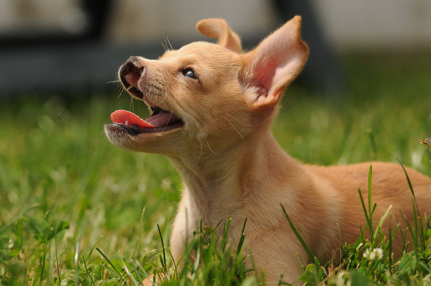 Baby Snoot is a chihuahua cross who was born with a cleft palate. He is seen here at the Chilliwack SPCA on Thursday, June 3, 2021. (Jenna Hauck/ Chilliwack Progress)