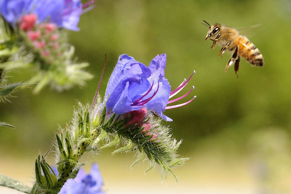 25709184_web1_210617-CPL-Unofficial-holidays-July4to10-Bee_1