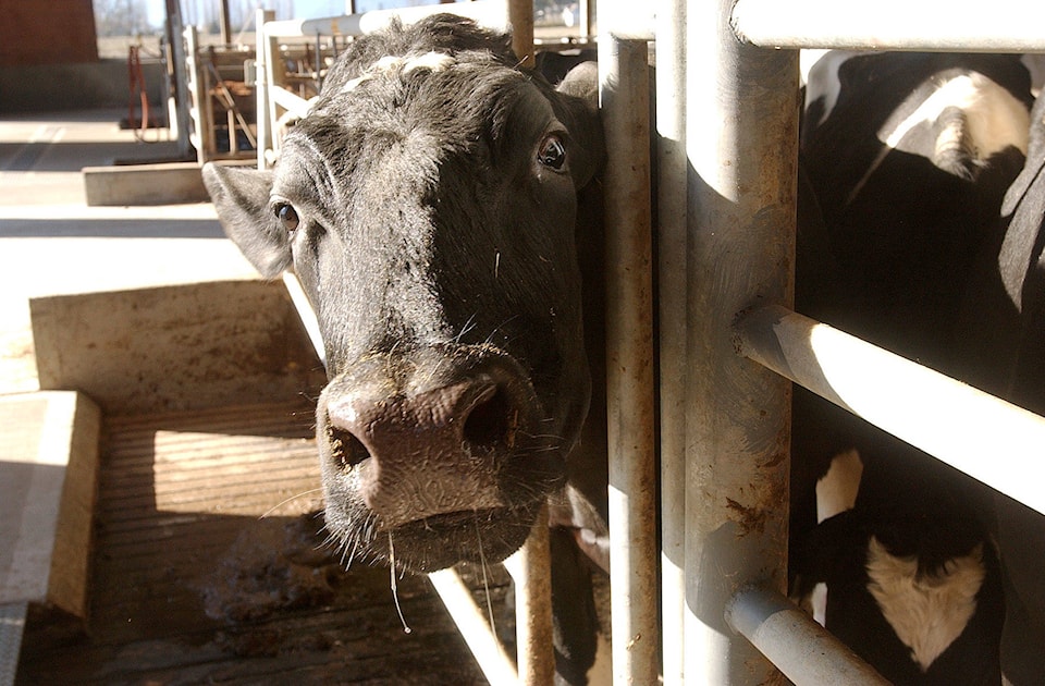 25763823_web1_210708-CPL-Unofficial-holidays-July11to17-Cow_1