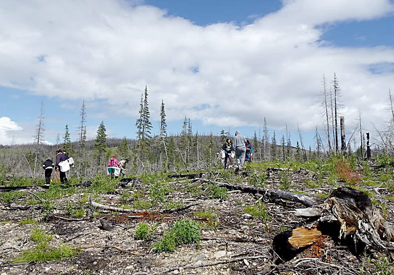 25925643_web1_210728-LDN_whitebarkpine-planting_2