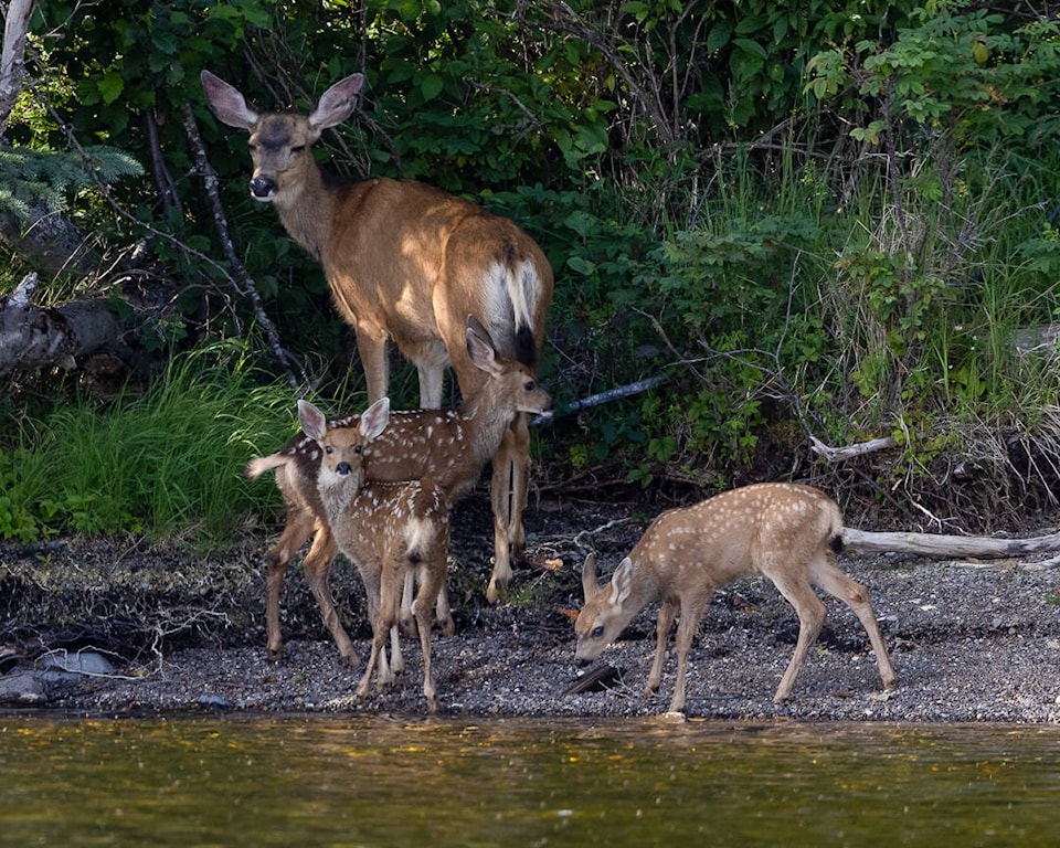 25973469_web1_210804-LDN_deer-deer_1
