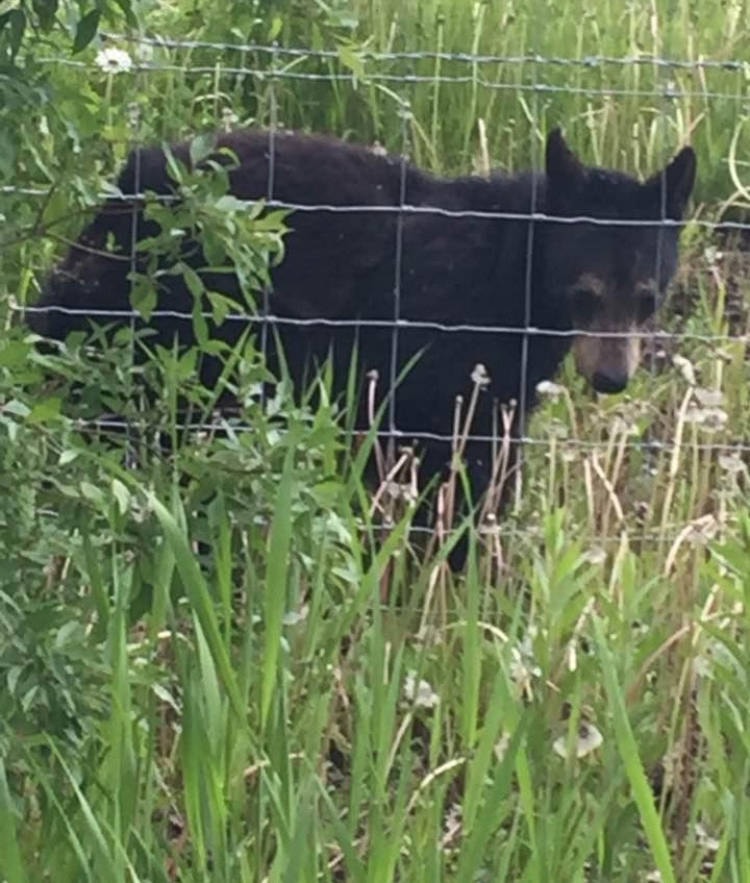 25998807_web1_210728-LDN_bear-bears_2