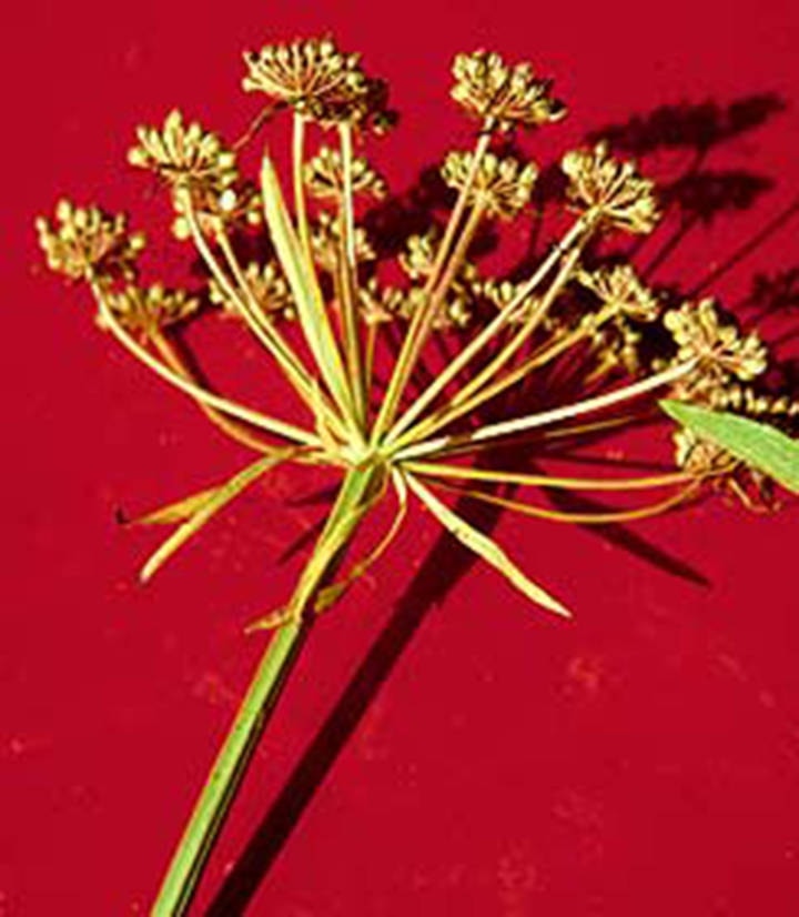 26034646_web1_210811-LDN_WaterHemlock-hemlock_3