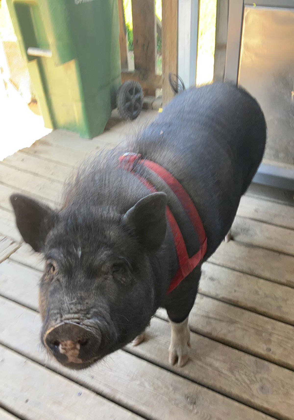 Hamson the pig. (Eli Gagne)