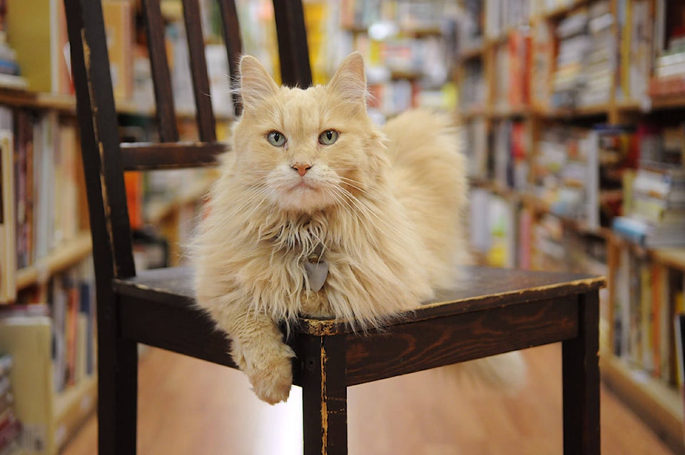 26303121_web1_210223-CPL-Nietzsche-Book-Man-cat-dies_3