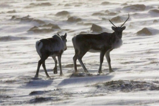 27083610_web1_211110-LDN-caribou-restoration-caribou_1