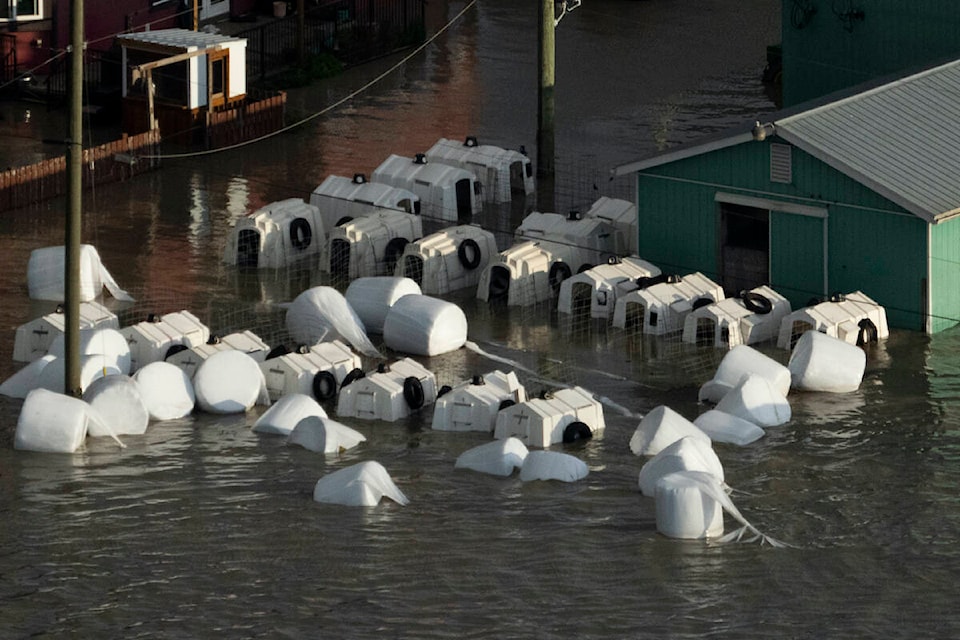 27218949_web1_211118-ABB-Flooding-livestock_1