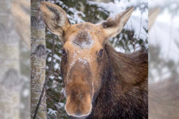 27389963_web1_211208-LDN-LBN-moose-study-moose_1