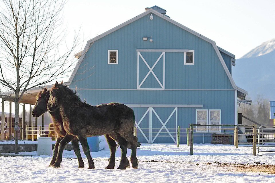 27477387_web1_211210-CPL-Unofficial-holidays-Dec12to18-Horse_1