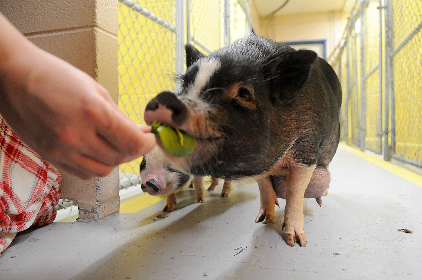 A mother miniature pot-bellied pig and her two female piglets (about three months old), seen here at the Chilliwack SPCA on Thursday, Dec. 23, 2021, are looking for a foster home. (Jenna Hauck/ Chilliwack Progress)