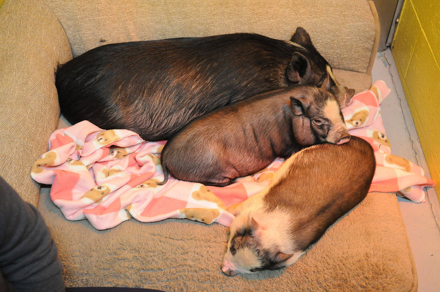 A mother miniature pot-bellied pig and her two female piglets (about three months old), seen here at the Chilliwack SPCA on Thursday, Dec. 23, 2021, are looking for a foster home. (Jenna Hauck/ Chilliwack Progress)