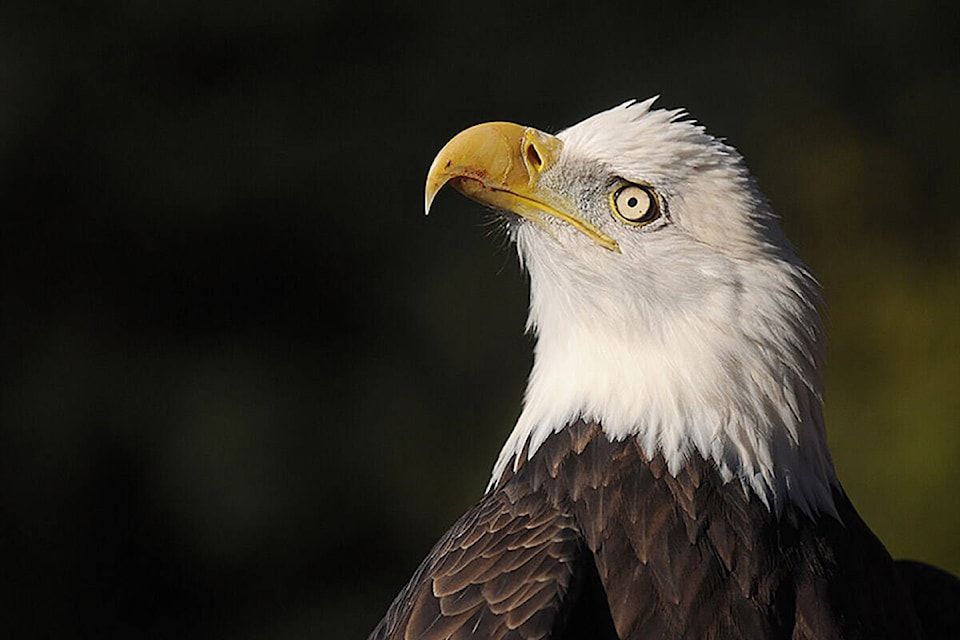 27692753_web1_211218-CPL-Unofficial-holidays-Jan2to8-BaldEagle_1