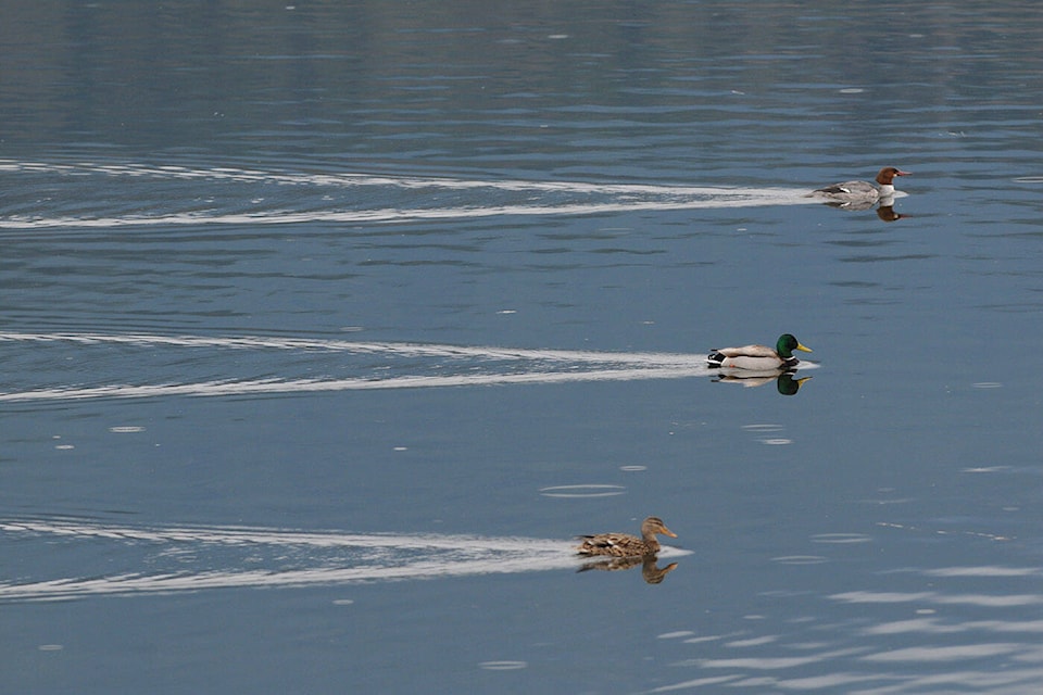 27984338_web1_220128-CPL-Unofficial-holidays-Jan30toFeb5-CheamLakeWetlandsDucks_1