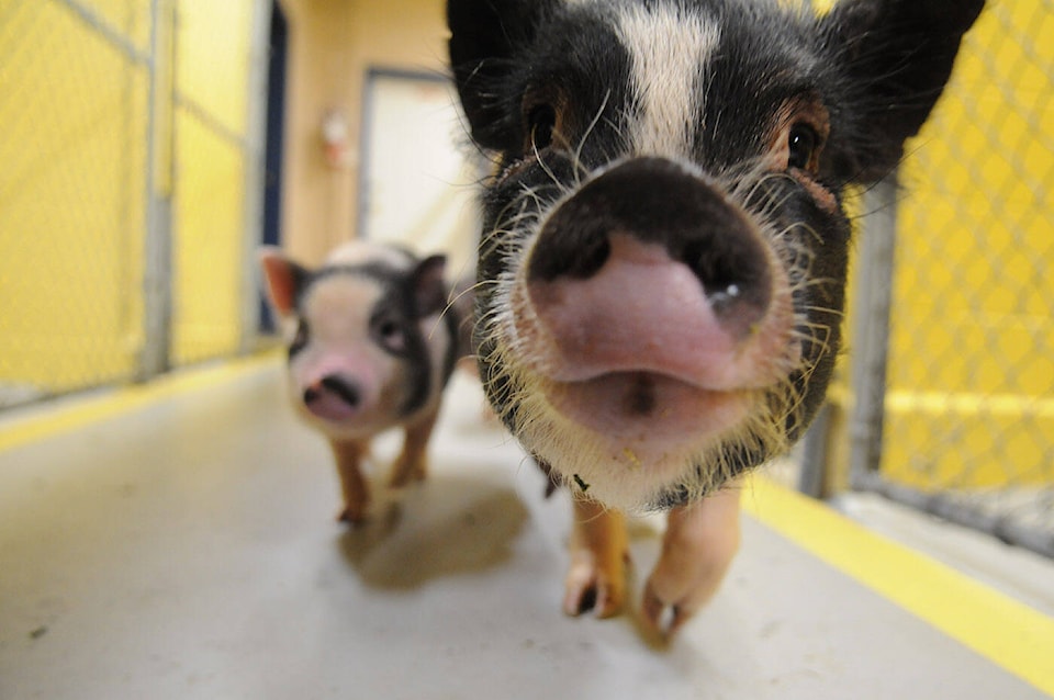 28289067_web1_220226-CPL-Unofficial-holidays-Feb27toMarch5-Pigs_1