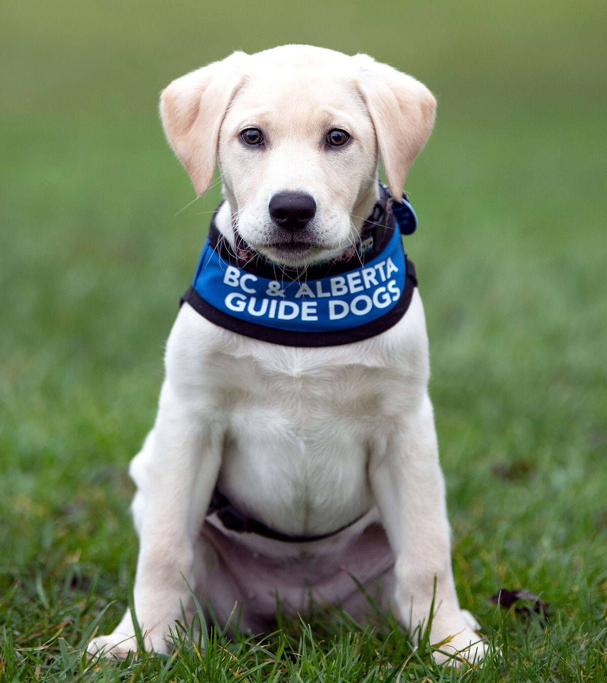 Juniper, a five-month-old yellow Labrador, is the puppy that Ryder Newhouse chose to donate money for through the sale of his Tommy聮s Choice dog cookies. (Lorna Shaw)
