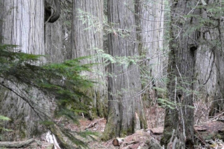 28665882_web1_220406-LDN-old-growth-update-old_1