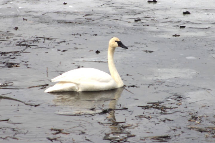 28806872_web1_220420-LDN-swans-SA-swans_2