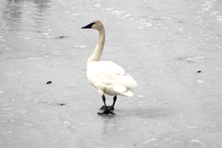 28806872_web1_220420-LDN-swans-SA-swans_3